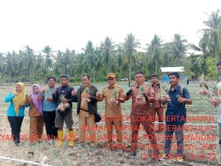 Bukan Sekadar Tinjau Pengendalian Hama, Bupati Samsul Mahmud Siapkan Program Air Prioritas untuk Petani Bawang