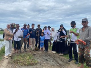 Tekan Populasi Sejak Dini, Penyuluh bersama Petani di Campalagian Basmi Hama Tikus di Masa Pra Tanam