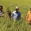 Hadiri Tradisi 'Missulekka' di Ugi Baru, Bupati Polman Minta Penyuluh dan Petani Makin Kompak