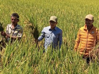 Hadiri Tradisi 'Missulekka' di Ugi Baru, Bupati Polman Minta Penyuluh dan Petani Makin Kompak