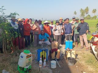 Puluhan Hektare Sawah Terancam Hama, Disbuntarnak bersama Petani Dua Desa di Wonomulyo Gelar Penyemprotan Masal
