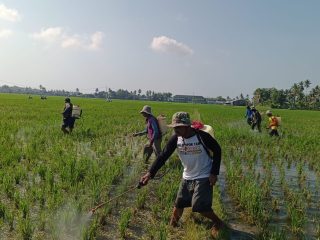 Cegah Petani Gagal Panen, Pemkab Polman Bersama Poktan dan Swasta Gelar Pembasmian Massal