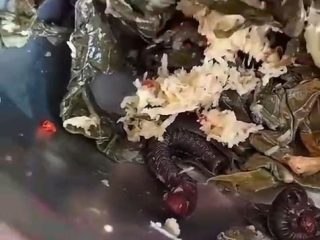 Viral di Medsos, Hewan Kaki Seribu Ditemukan di Menu MBG Lariang Pasangkayu