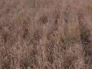 Efek Kemarau Panjang, Ratusan Hektare Sawah di Desa Barumbung Polman Gagal Panen